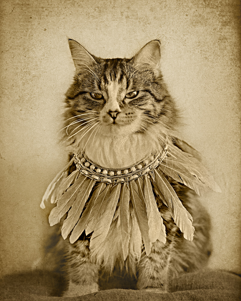 cat wearing a feather necklace
