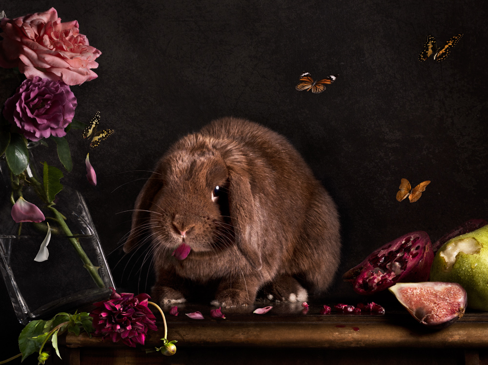 Rabbit destroying a still life scene