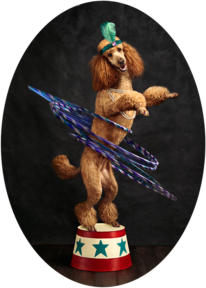 Groomed Poodle on stage hula hooping