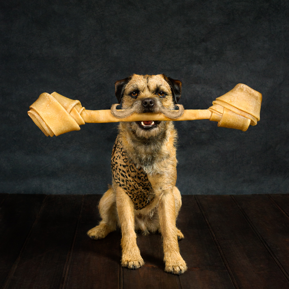 Terrier dressed in strongman costume and holding a big bone in mouth