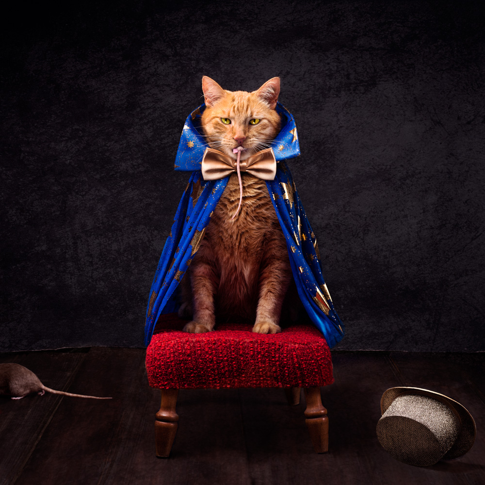 A orange cat dressed in a gold bowtie and blue cape with a rat in its mouth